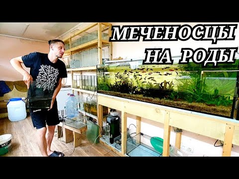 Видео: Работник разводни. Самки на разрыве - в нерестовик!