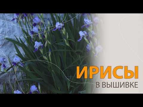 Видео: ТОП-30 моих любимых ирисов в вышивке