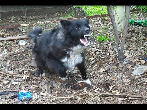 Видео: Девушка влёт успокоила бешенного пса