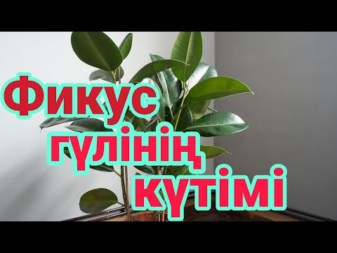 Видео: Фикус эластика күтімі. Фикус гүлінің күтімі. гүлдер әлемі. үй гүлдері. Үй гүлдерінің күтімі