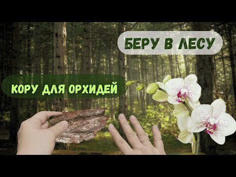 Видео: Не покупаю кору для орхидей - иду за ней в лес