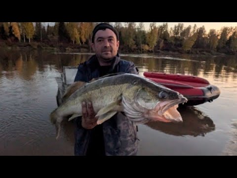 Видео: Огромные Чулымские Судаки 2025