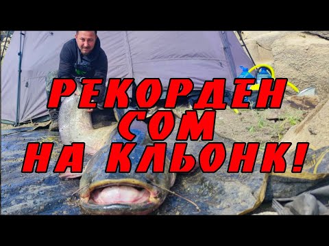 Видео: Рекорден сом на кльонк!