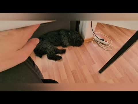 Видео: 44 Влог. Мотивация на уборку/ факты о животных