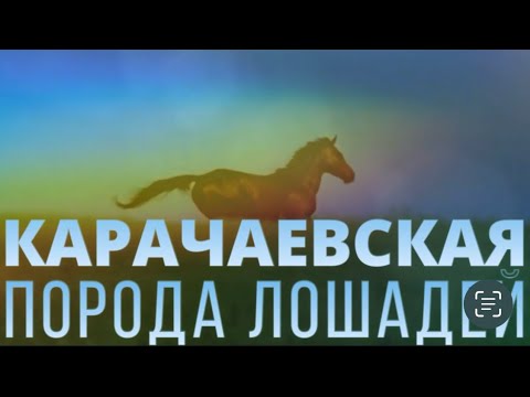 Видео: Карачаевская порода лошадей