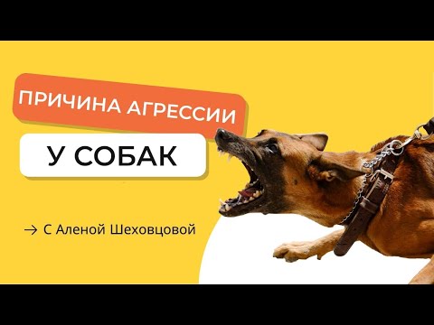 Видео: Агрессия: причины, и как исправить агрессивное поведение.  Признаки  и причины агрессии у собак