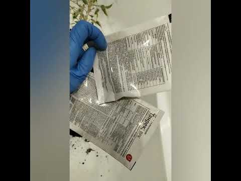 Видео: Нематода. Фикус перестал расти. 😓😱 паразит в корнях растения