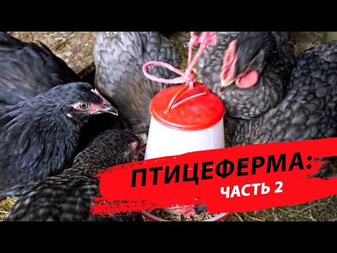 Видео: Птицеферма: как развивать бизнес #птицеводство #агробизнес