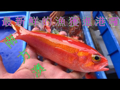 Видео: Свежайший улов из Наньфангао прибыл 7 ноября! Включает красного люциана, красного люциана, ставри...