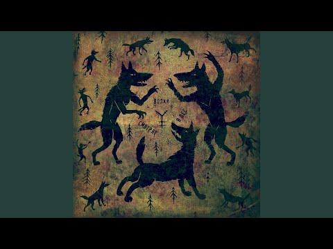 Видео: Волки смотрят в лес