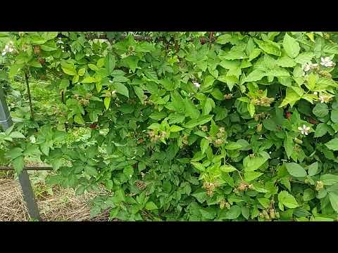 Видео: ежевика обзор разных сортов на середину июля 2023