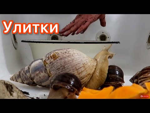 Видео: МОИ УЛИТКИ УБОРКА НОВЫЙ МОХ И ЯГЕЛЬ КАК ЗДОРОВЬЕ ТОШИ