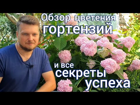 Видео: Шикарное цветение ГОРТЕНЗИИ в открытом грунте . Делюсь опытом  выращивания и удачной зимовки.