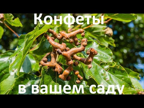 Видео: В вашем саду могут расти конфеты!