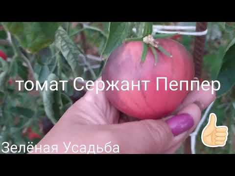 Видео: Томат Сержант Пеппер честный отзыв.🍅