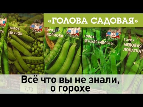 Видео: Голова садовая - Всё что вы не знали, о горохе