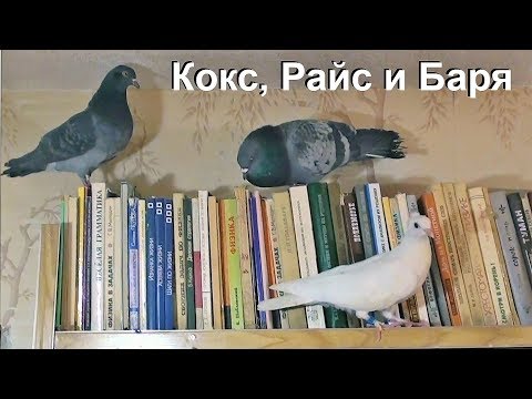 Видео: Голуби бросили кладку. Коксик знакомится с голубями.