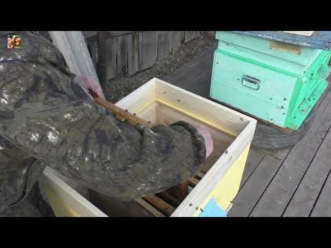 Видео: Пчёлопакеты Карника от Толмачёва.