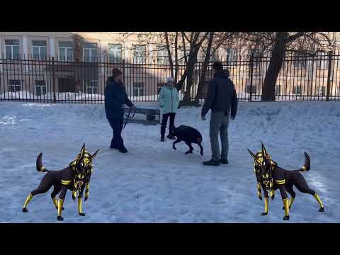 Видео: Как отучить собаку тянуть поводок? "Работа над ошибками с Доберманом"