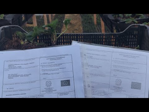 Видео: Рассада Клубники с потенциалом на высокую урожайность