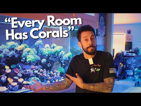 Видео: Внутри ЭКЗОТИЧЕСКОЙ КОРАЛЛОВОЙ ФЕРМЫ, которая преобразила этот дом во Флориде!
