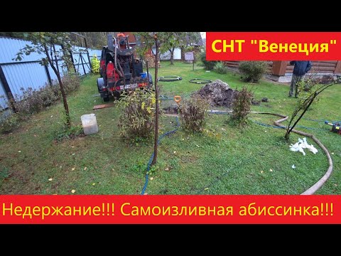 Видео: Недержание!!! Самоизливная абиссинка 36 м. СНТ "Венеция".