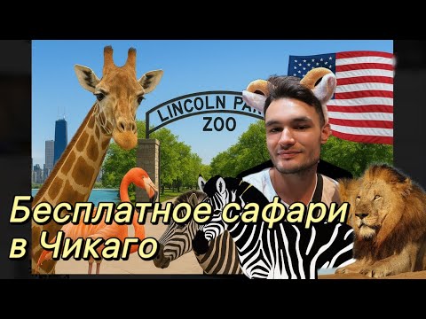 Видео: Бесплатный зоопарк США глазами иммигранта