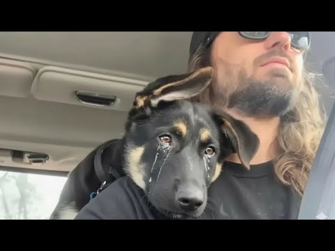 Видео: Брошенную немецкую овчарку спасли от эвтаназии. То, что он сделал дальше, шокировало всех!