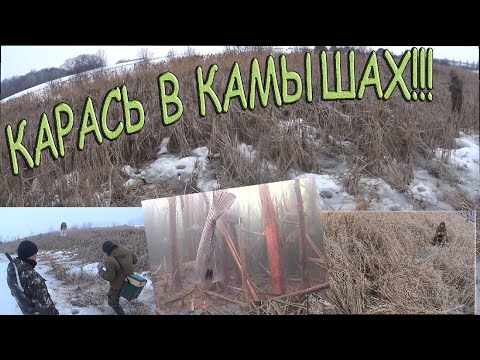 Видео: Карась в камыше зимой! Ловим карася на мормышку! Наблюдаем за поклевками с помощью подводной камеры!