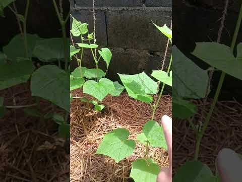 Видео: 30 октября 2025 г.