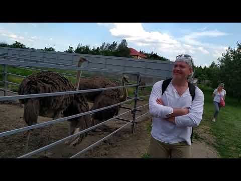 Видео: Страусиная ферма "Страус Парк Ленд".