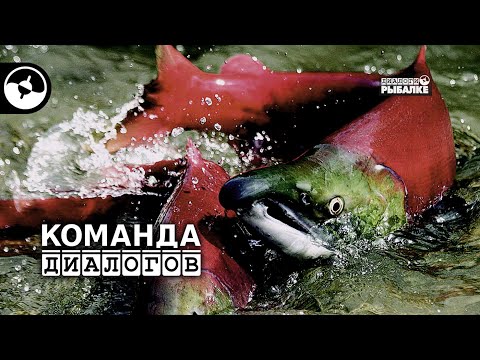 Видео: Рыбалка на Камчатке. Нерка | Классика