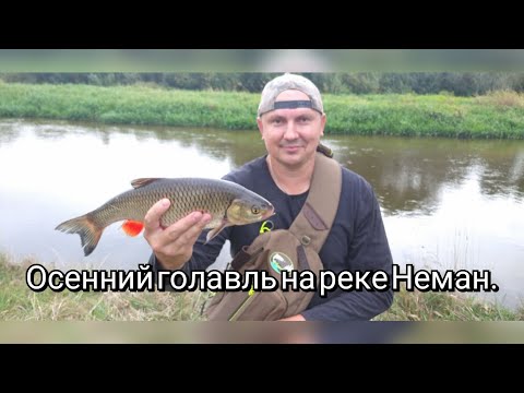 Видео: Осенний голавль на реке Неман. Примечаем места поимки голавля. Ловля на полудонку.