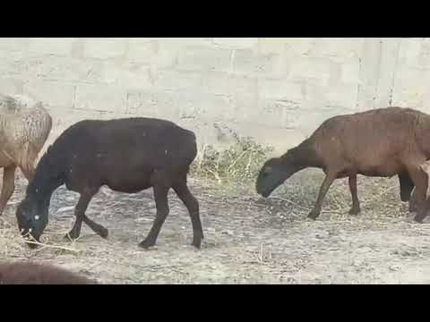 Видео: 28 октября 2025 г.