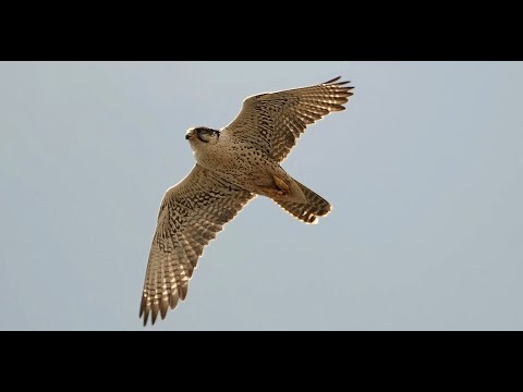 Видео: Сокол и Ястреб атакует!😨 Жаль голубей😥 / Falcon and Hawk attacking pigeons