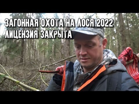 Видео: Загонная охота на лося в Ленобласти/Закрыли лицензию