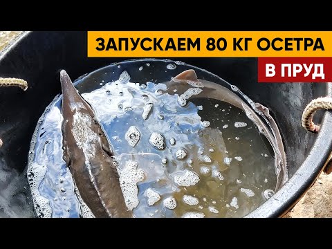 Видео: ОСЕТР. 80 кг осетра запускаем в пруд | Чуть подрастет и будет интересная рыбалка и рыба к столу.