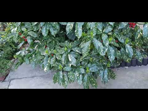 Видео: ЮЖНЫЙ САД!КОЛЛЕКЦИЯ ВЕЧНОЗЕЛЁНЫХ РАСТЕНИЙ!БЕРЕСКЛЕТЫ,АУКУБА,ЭЛЕАГНУС,ФОТИНИЯ!ЦВЕТЕНИЕ ЯБЛОНИ,САКУРЫ🌺