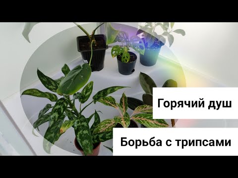 Видео: Горячий душ для комнатных растений. Выявление трипсов и борьба с ними
