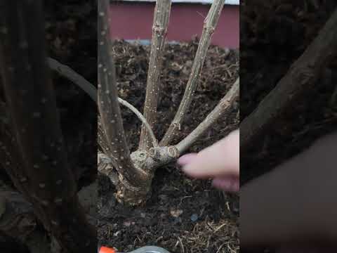 Видео: 25 февраля 2024 Обрезаю метельчатую гортензию  Пинк энд Роуз 🌿🌿🌿