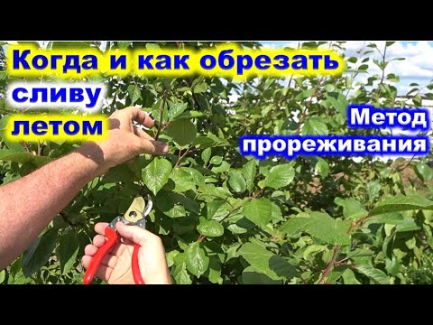 Видео: КОГДА и как ОБРЕЗАТЬ СЛИВУ ЛЕТОМ. Проводим прореживание сливы.