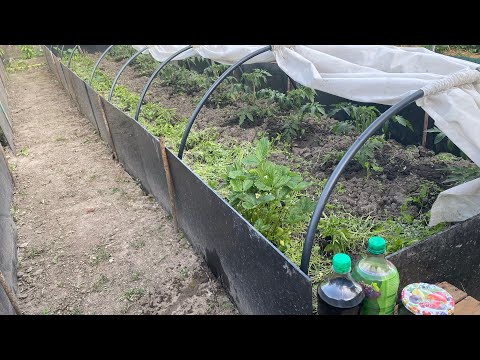 Видео: Розсада прийнялася, чим підживляю для гарного росту.