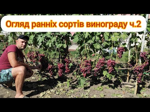 Видео: Огляд ранніх сортів винограду ч.2