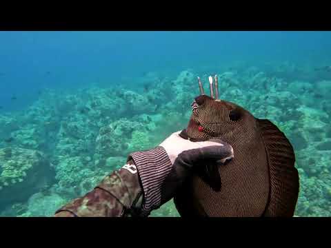 Видео: Подводная охота на мелководье — 3-х зубцовая охота — ужин — сашими наенаэ — Большой остров Гавайев