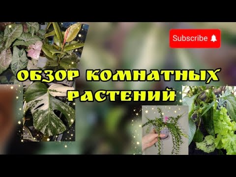 Видео: Обзор комнатных растений в ноябре 2025.