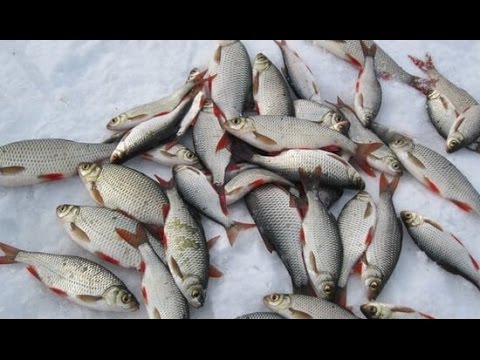 Видео: Чудское озеро 21.01.2017. Часть 1/3