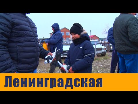 Видео: Птичий рынок. Ленинградская. [08.12.2024]