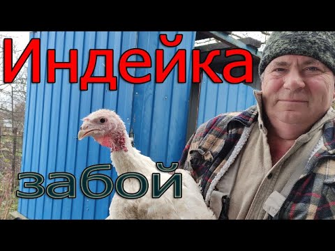 Видео: Забой, ощип, потрошение индейки в домашних условиях