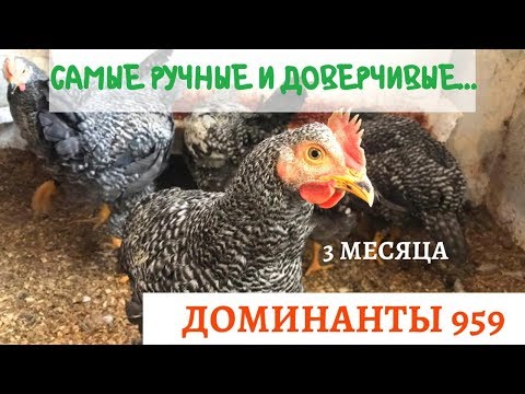 Видео: Доминанты 959. Самые Ручные и Доверчивые Куры! 3 месяца