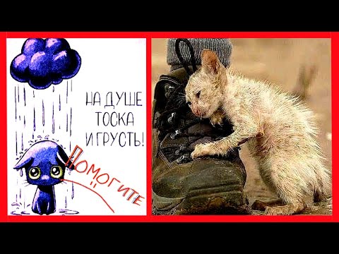 Видео: НЕ ГОНИТЕ МЕНЯ... ПОМОГИТЕ МНЕ! Спасение Бездомной Кошечки по имени Зайра